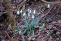 Galanthus nivalis